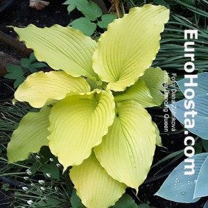 Hosta Dancing Queen