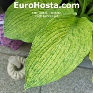 Hosta Danica Paul