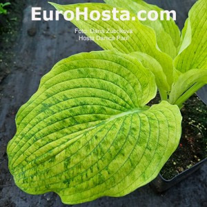 Hosta Danica Paul