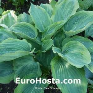 Hosta Dark Shadows - Eurohosta