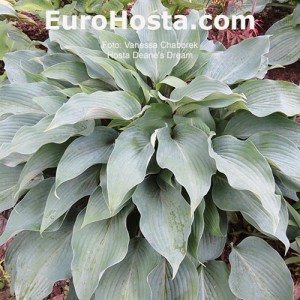 Hosta Deane's Dream - Eurohosta