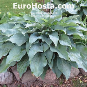 Hosta Deane's Dream - Eurohosta