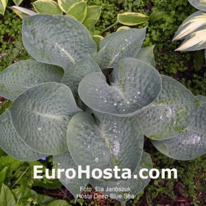 Hosta Deep Blue Sea - Eurohosta