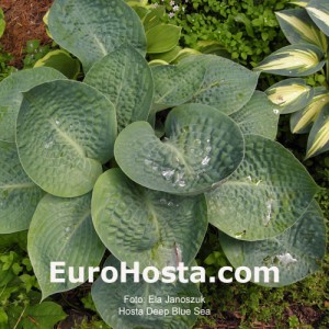 Hosta Deep Blue Sea - Eurohosta