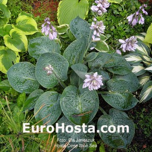 Hosta Deep Blue Sea - Eurohosta