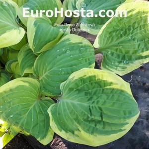 Hosta Delicious