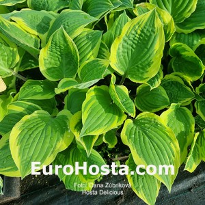 Hosta Delicious