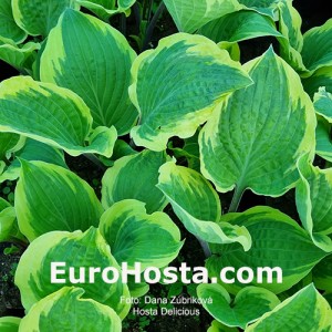 Hosta Delicious