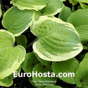 Hosta Delicious