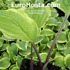 Hosta Delicious