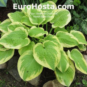 Hosta Delta Dawn - Eurohosta