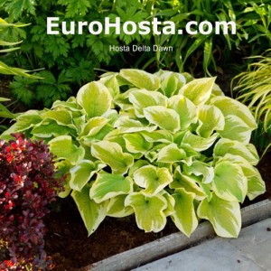 Hosta Delta Dawn - Eurohosta