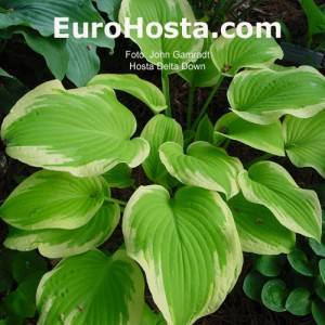 Hosta Delta Dawn - Eurohosta