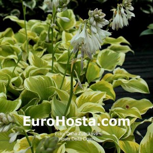 Hosta Delta Dawn - Eurohosta