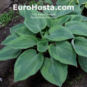 Hosta Devil´s Advocate - Eurohosta