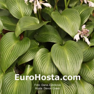 Hosta Devon Green - Eurohosta