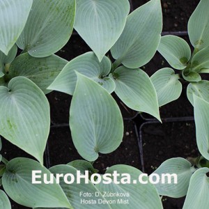 Hosta Devon Mist