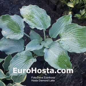 Hosta Diamond Lake