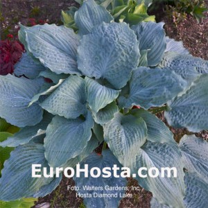 Hosta Diamond Lake