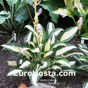 Hosta Diamond Necklace - Eurohosta