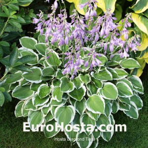 Hosta Diamond Tiara - Eurohosta