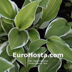 Hosta Diamond Tiara - Eurohosta