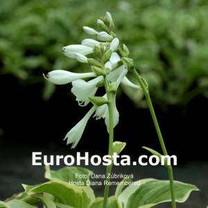 Hosta Diana Remembered - Eurohosta