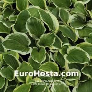 Hosta Diana Remembered - Eurohosta