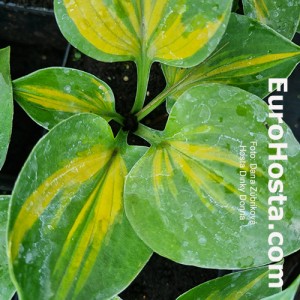 Hosta Dinky Donna - Eurohosta