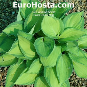 Hosta Dinner Mint