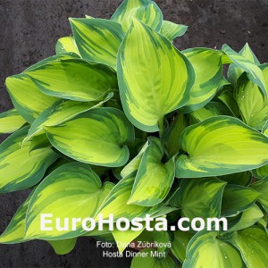 Hosta Dinner Mint