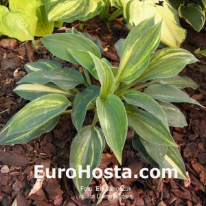 Hosta Dorset Clown - Eurohosta 