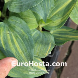 Hosta Dorset Clown - Eurohosta 