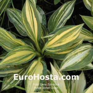 Hosta Dorset Clown - Eurohosta 