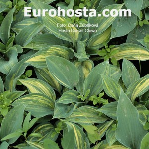 Hosta Dorset Clown 