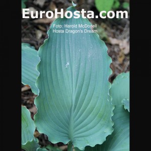 Hosta Dragon's Dream