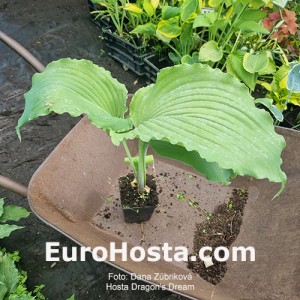 Hosta Dragon's Dream