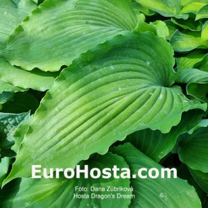 Hosta Dragon's Dream