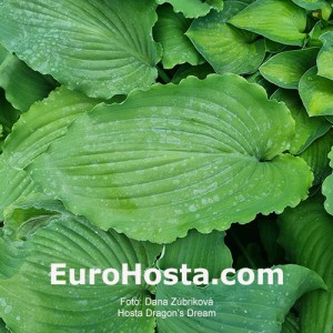 Hosta Dragon's Dream