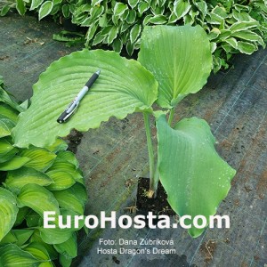 Hosta Dragon's Dream