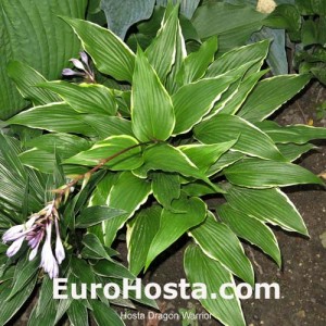 Hosta Dragon Warrior