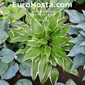 Hosta Dragon Warrior