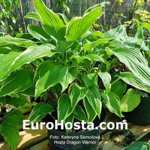 Hosta Dragon Warrior