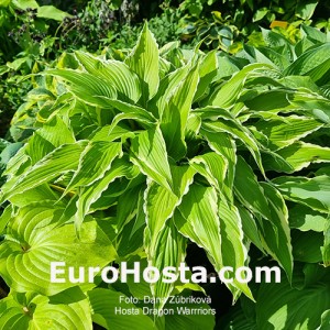 Hosta Dragon Warrior