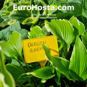 Hosta Dragon Warrior