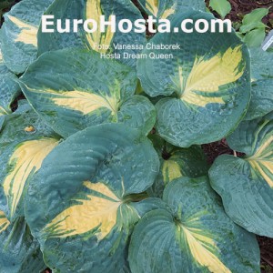 Hosta Dream Queen