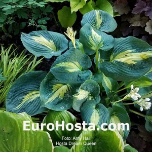 Hosta Dream Queen