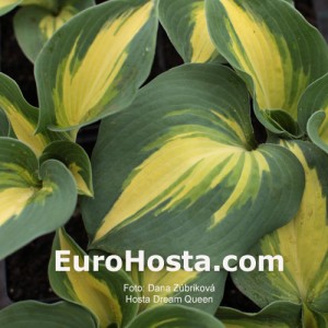 Hosta Dream Queen - Eurohosta