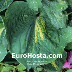 Hosta Dream Weaver - Eurohosta