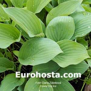 Hosta Dry Ice